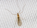 Trichocera annulata